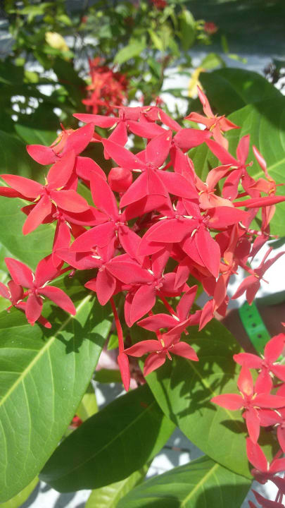 Schöne Blüten Adaaran Select Hudhuran Fushi - Premium All Inclusive