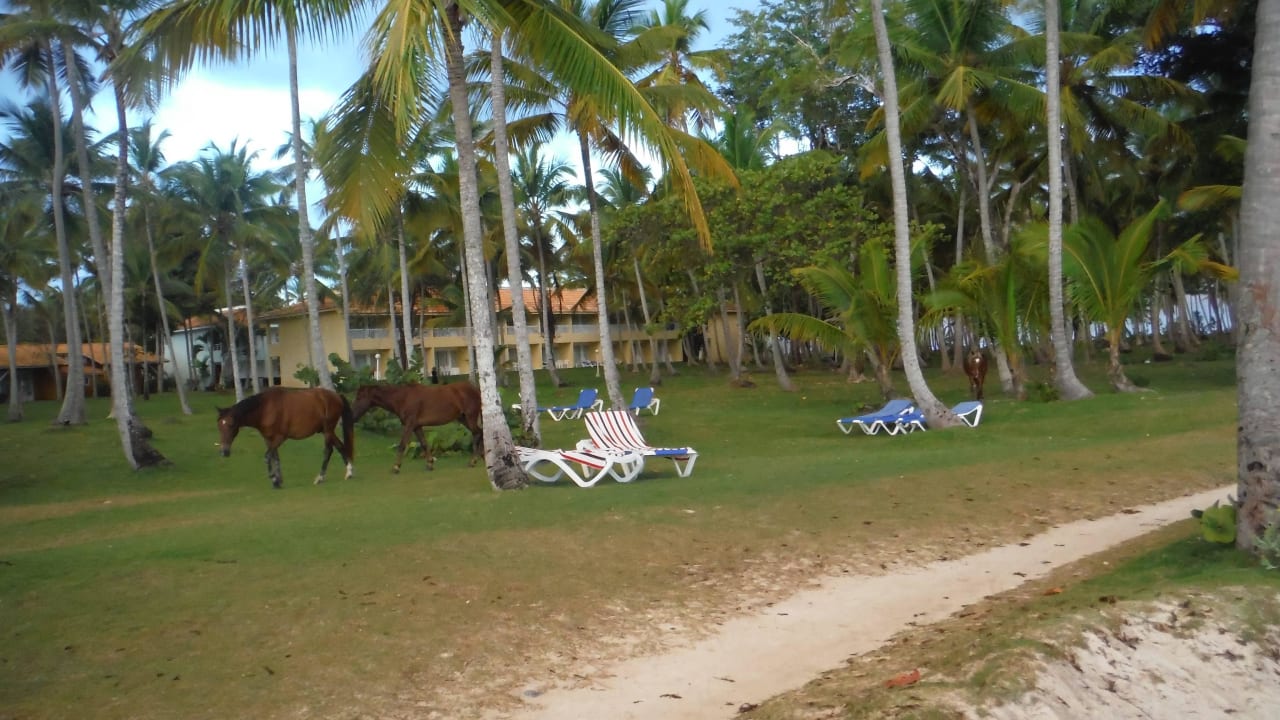 Pferdetrieb am Morgen Wyndham Alltra Samana