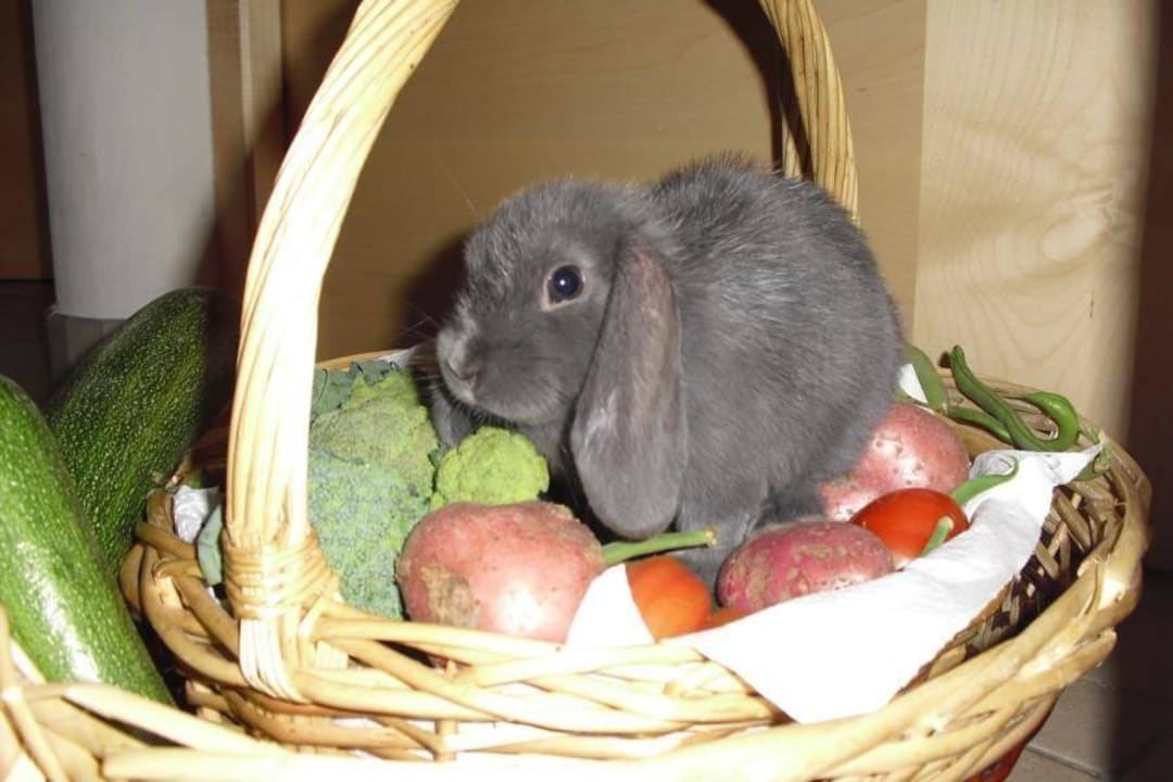 Hase im Korb Beim Gruber - Urlaub auf dem Bauernhof
