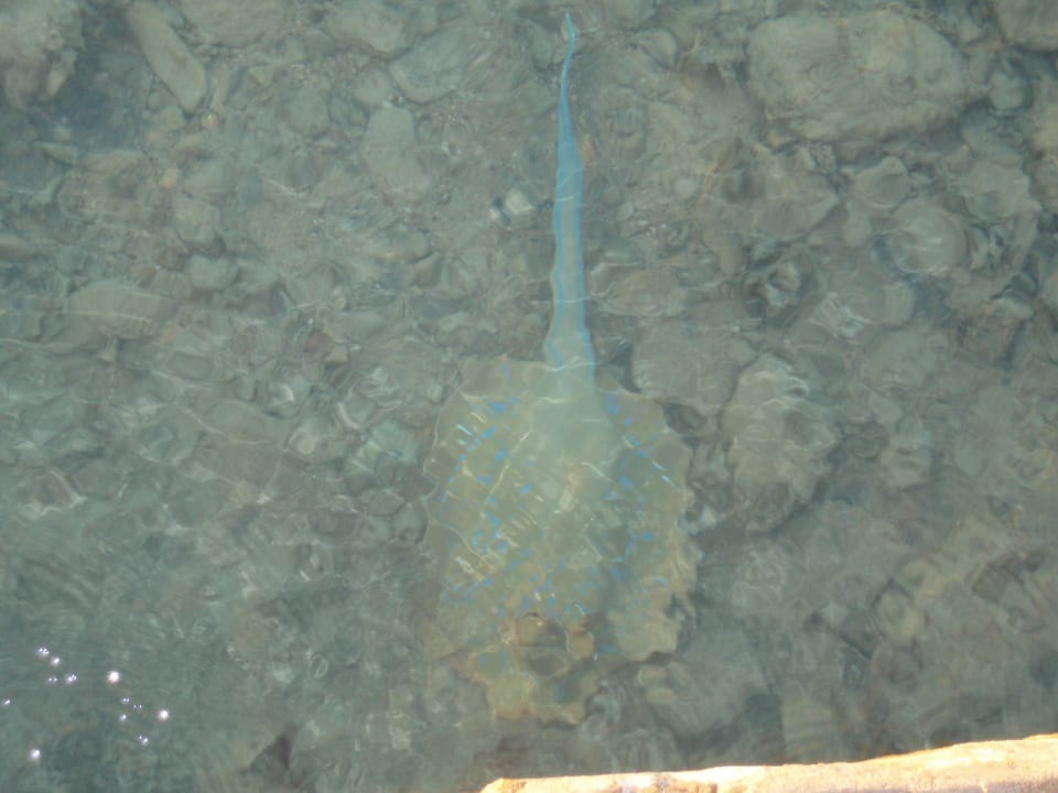 Rochen Arabella Azur Resort