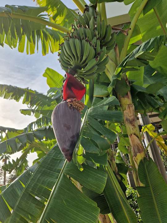 Gartenanlage Akra Sorgun Tui Blue Sensatori