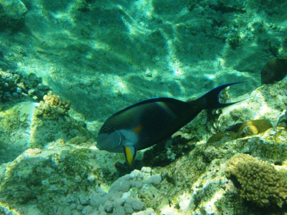 Unterwasserwelt Jaz Mirabel Park & Club