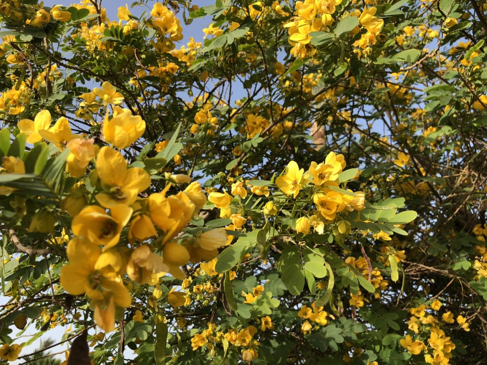 Gartenanlage Steigenberger ALDAU Beach Hotel