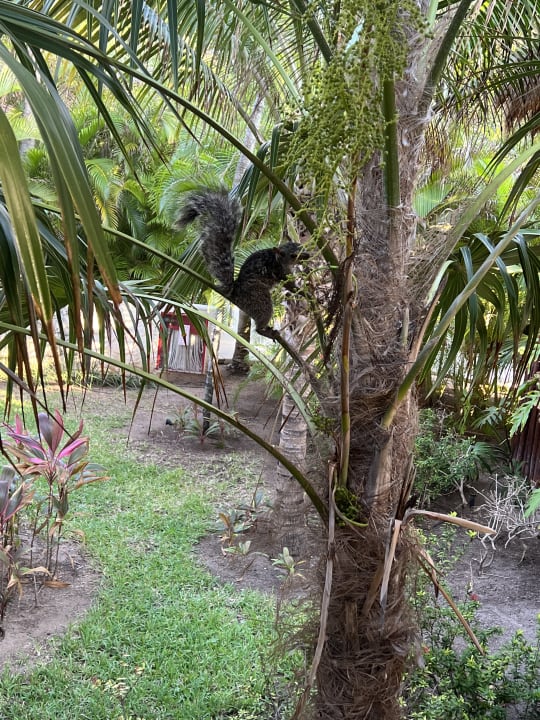 Gartenanlage Akumal Bay Beach & Wellness Resort