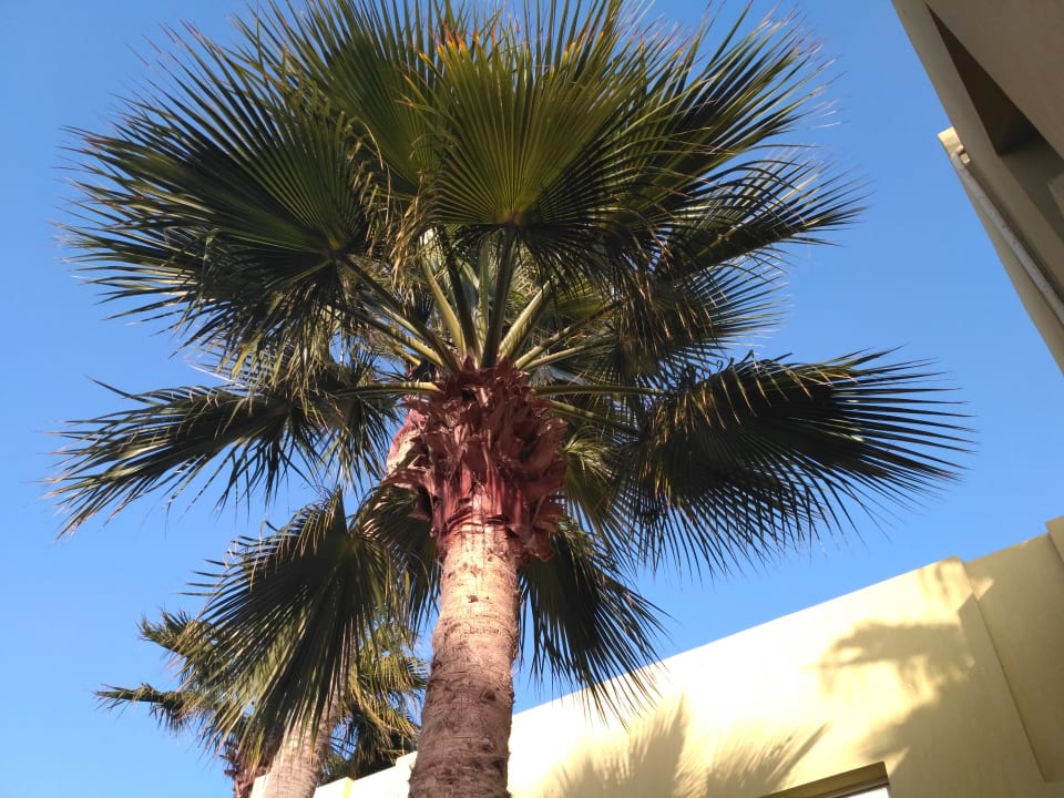 Gartenanlage Palm Beach Resort