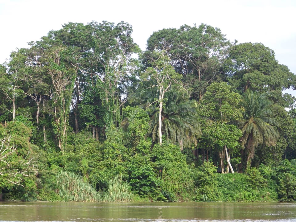 River Borneo Natural Sukau Bilit Resort