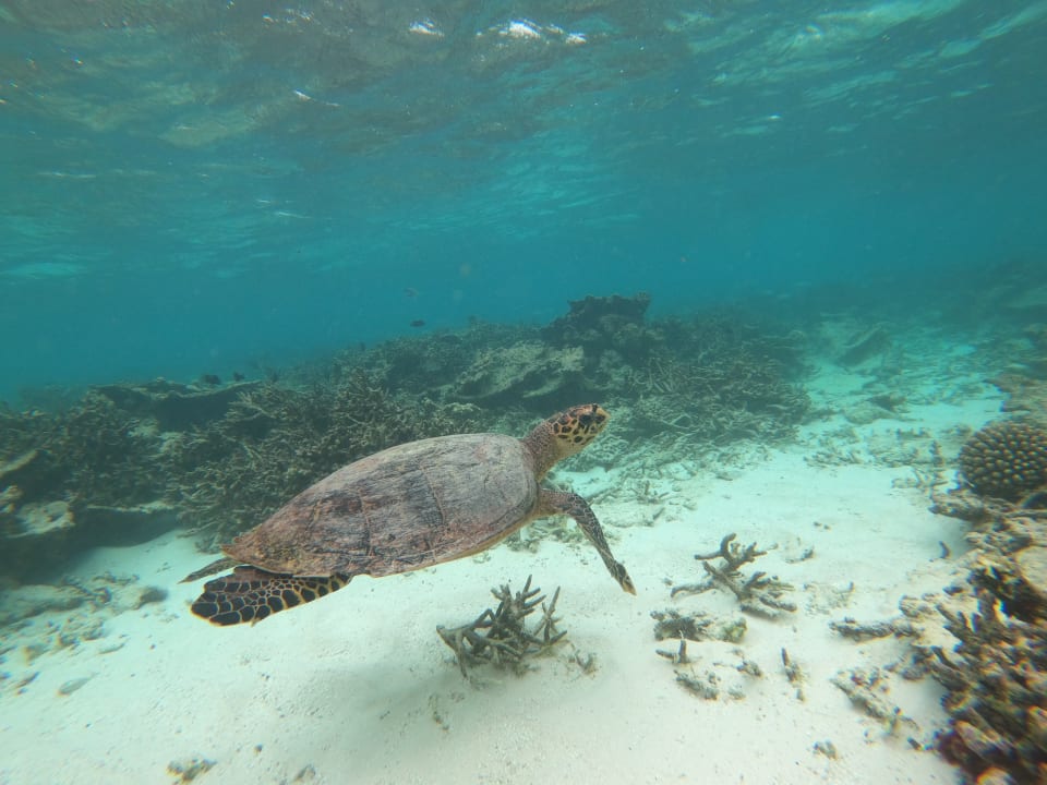 Sport & Freizeit Outrigger Maldives Maafushivaru Resort