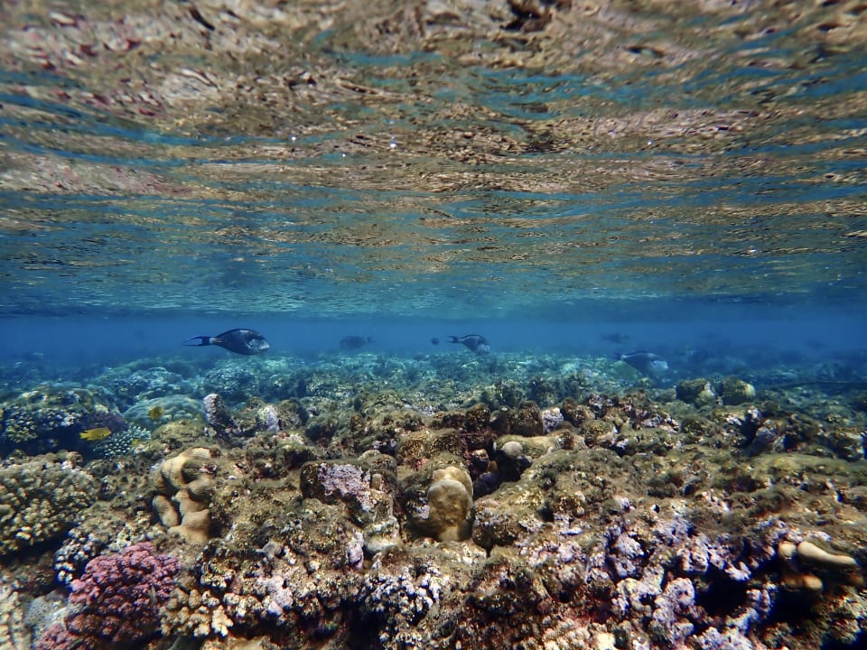 Strand Steigenberger Coraya Beach - Adults only