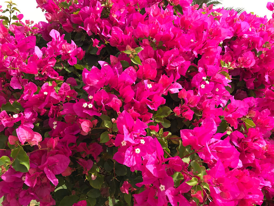 Gartenanlage Three Corners Sea Beach Resort