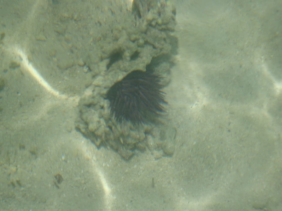 Direkt im Schwimmbereich und nicht gerade klein  Hilton Mauritius Resort & Spa