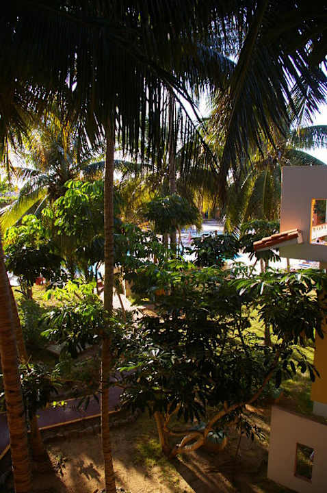 Blick durch Palmen zum Pool Hotel Roc Barlovento