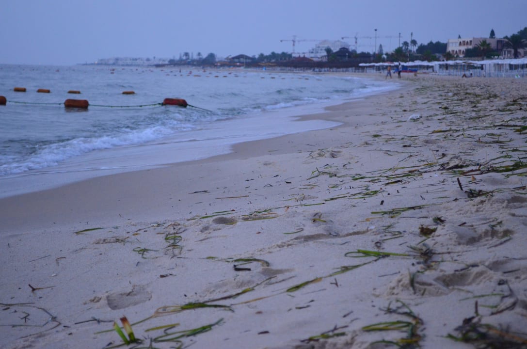 Grünzeug aus dem Wasser El Mouradi Club Kantaoui