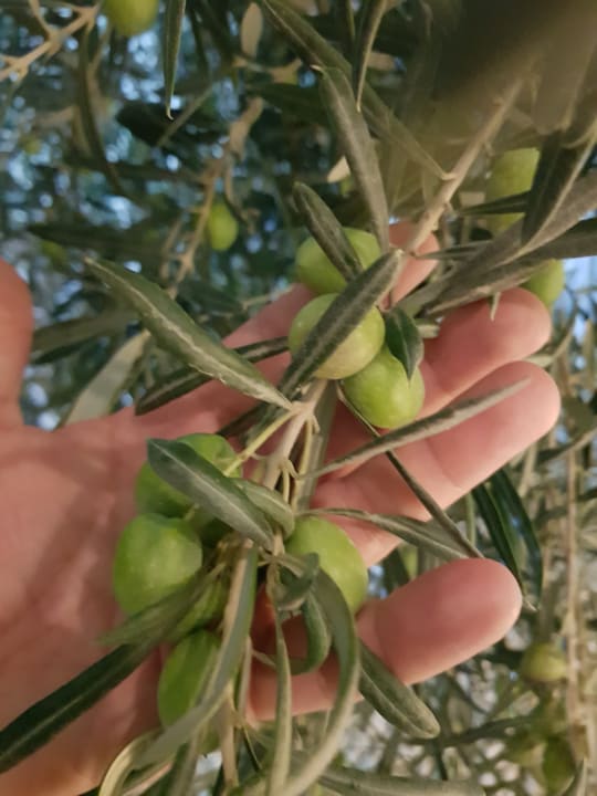 Sonstiges TUI BLUE Oceanis Beach and Spa Resort