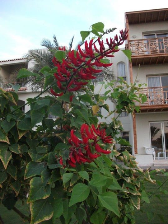 Цветы Pickalbatros Dana Beach Resort - Hurghada