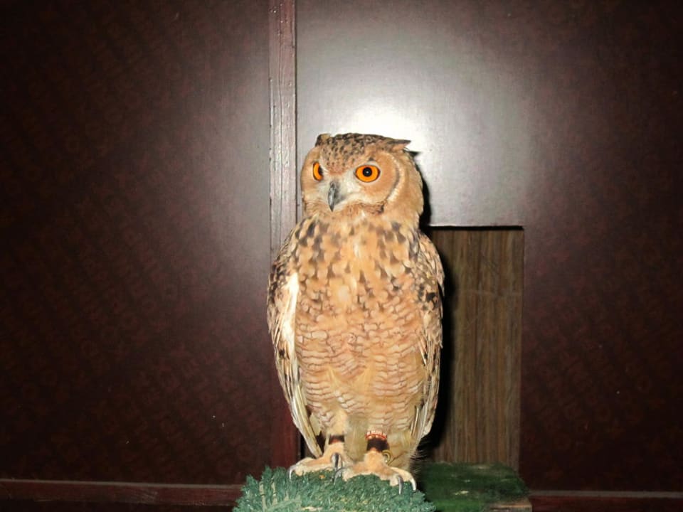 "Oskar" Al Maha, A Luxury Collection Desert Resort & Spa