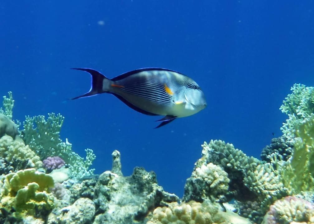 Hausriff Rohanou Beach Resort Rohanou Beach Resort