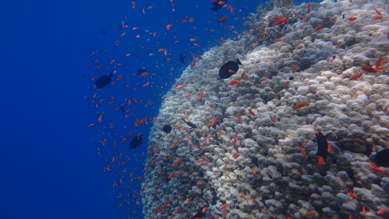 Sport & Freizeit Hilton Marsa Alam Nubian Resort