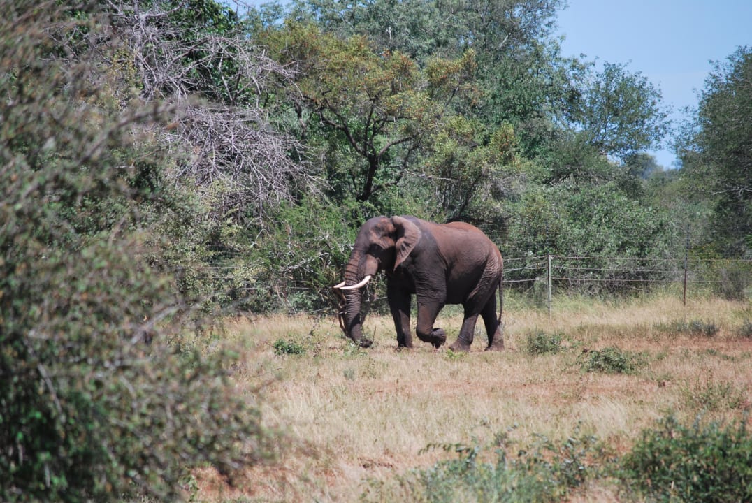 Elefanten vor der Lodge Tremisana Game Lodge