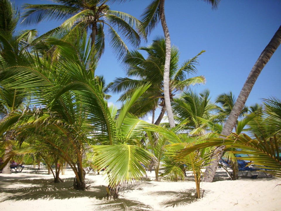 Paradiesisch Hotel Riu Palace Punta Cana