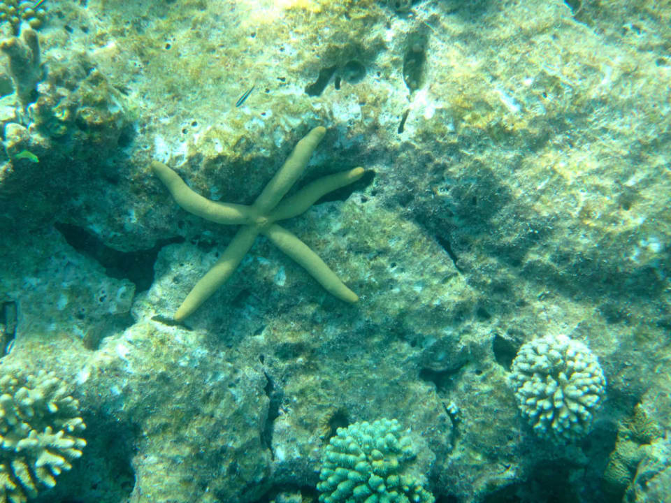 Unterwasserwelt Cinnamon Hakuraa Huraa Maldives