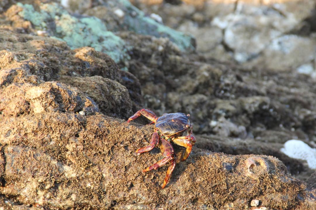 Hotel Iberotel Miramar Al Aqah Beach Resort Miramar Al Aqah Beach Resort