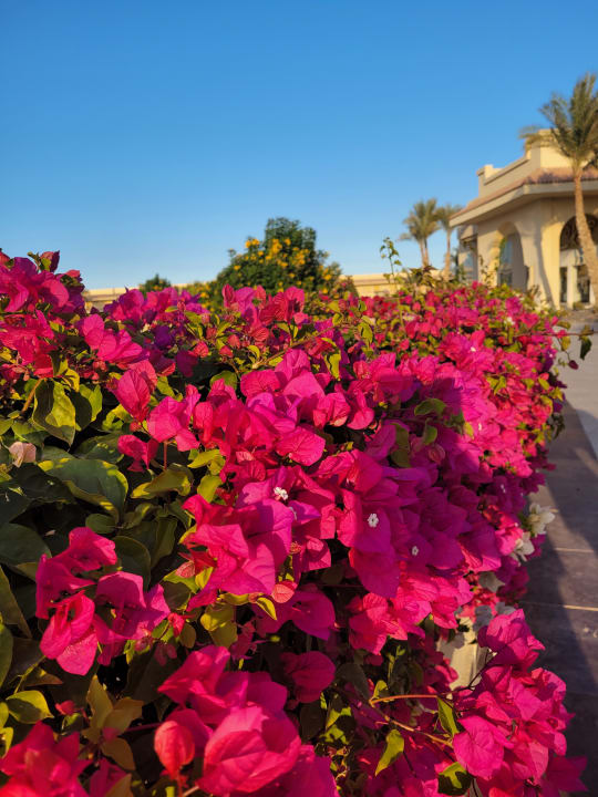 Gartenanlage Cleopatra Luxury Resort Makadi Bay