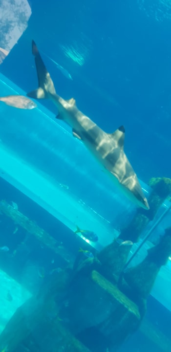 Sport & Freizeit Atlantis, The Palm