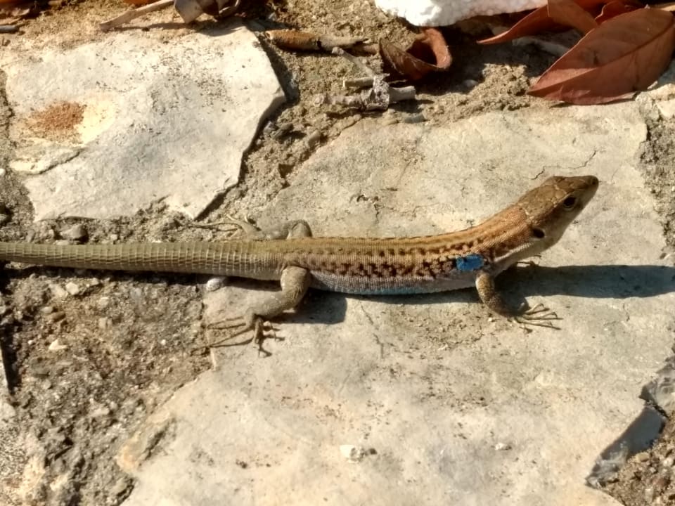 Sonstiges Aldemar Olympian Village