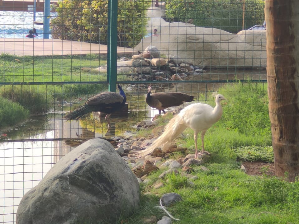 Gartenanlage Grand Hyatt Dubai