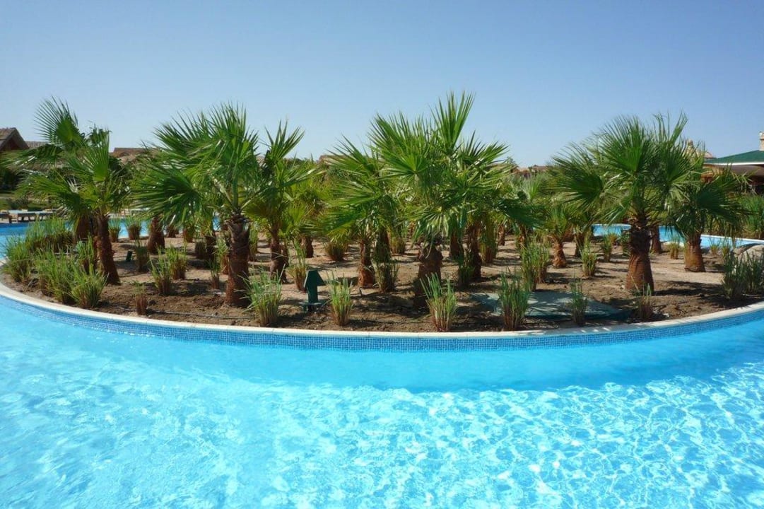 Pool und Palmen Pickalbatros Jungle Aqua Park Resort - Neverland Hurghada