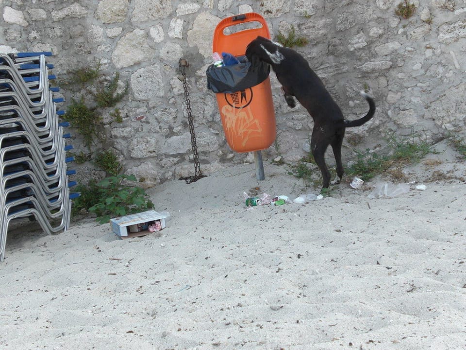 Hunde auf Nahrungssuche Ammon Zeus Luxury Beach Hotel