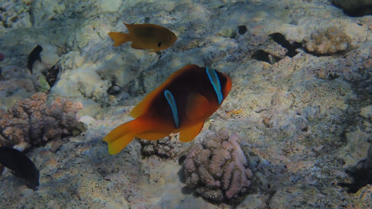 Sport & Freizeit Malikia Resort Abu Dabbab