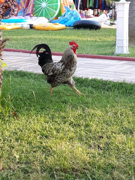 Gartenanlage Sultan of Dreams Hotel & Spa