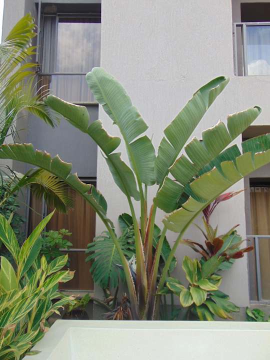 Gartenanlage Kozi Suites Nairobi Airport