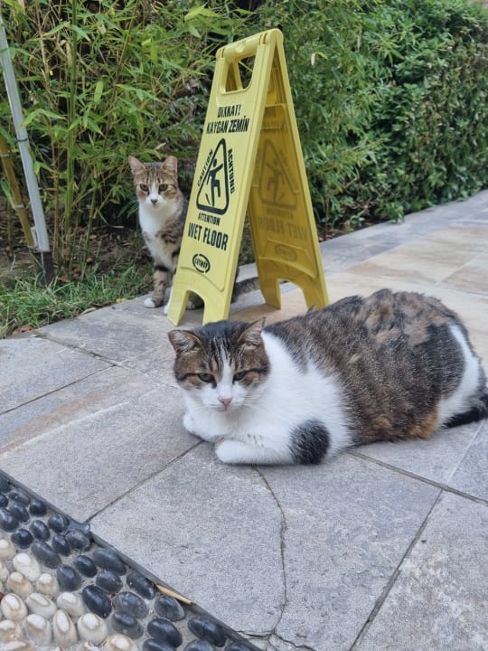 Sonstiges Sunis Kumköy Beach Resort Hotel & Spa