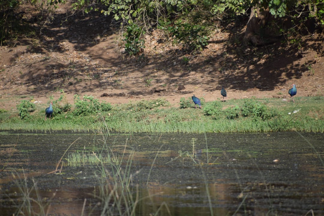 Fluß neben dem Camp Hotel Lion Safari Camp