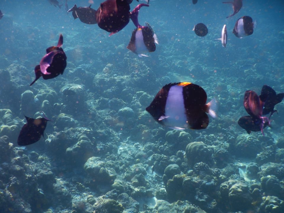 Sport & Freizeit NH Collection Maldives Reethi Resort