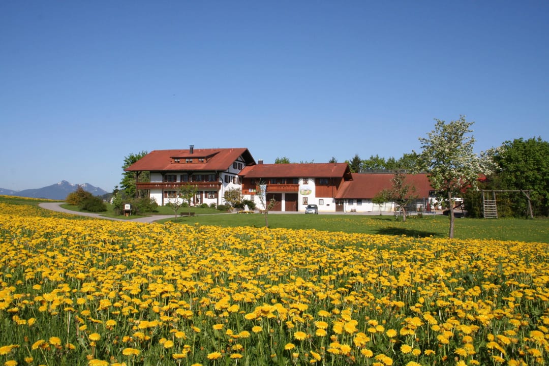 Löwenzahnblüte im Mai Ferienwohnungen Salenberghof