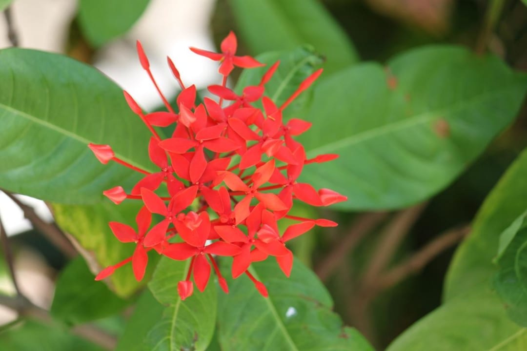 Baumblüte Summer Island Maldives