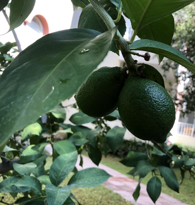 Gartenanlage Hotel Sirma