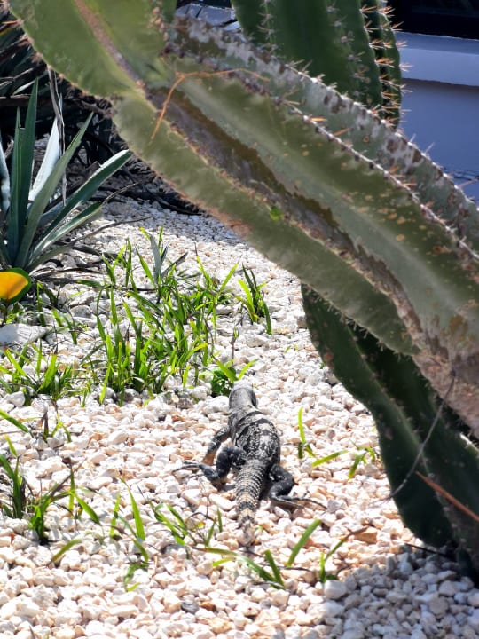 Gartenanlage Bahia Principe Grand Tulum