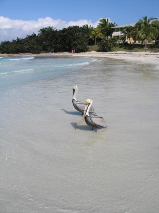 Pelikane am Paradisus Strand Paradisus Varadero Resort & Spa