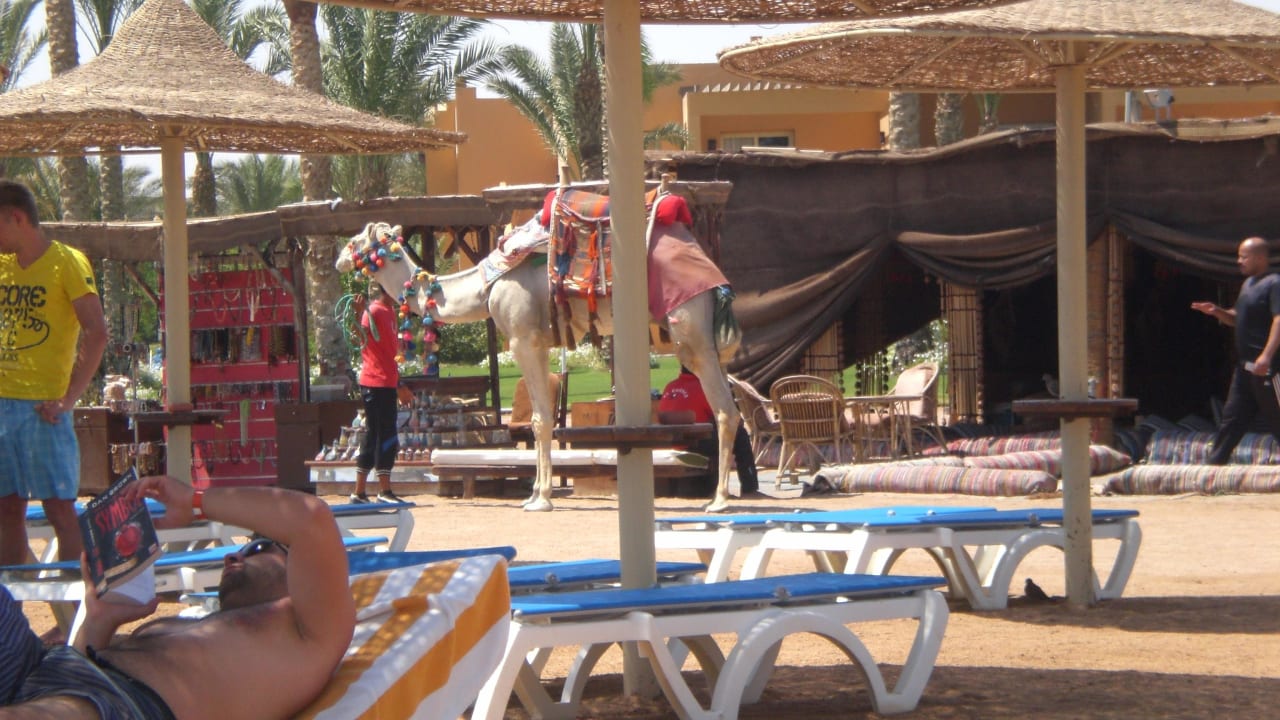 Kamelreiten am Strand  Stella Beach Resort & Spa Makadi Bay