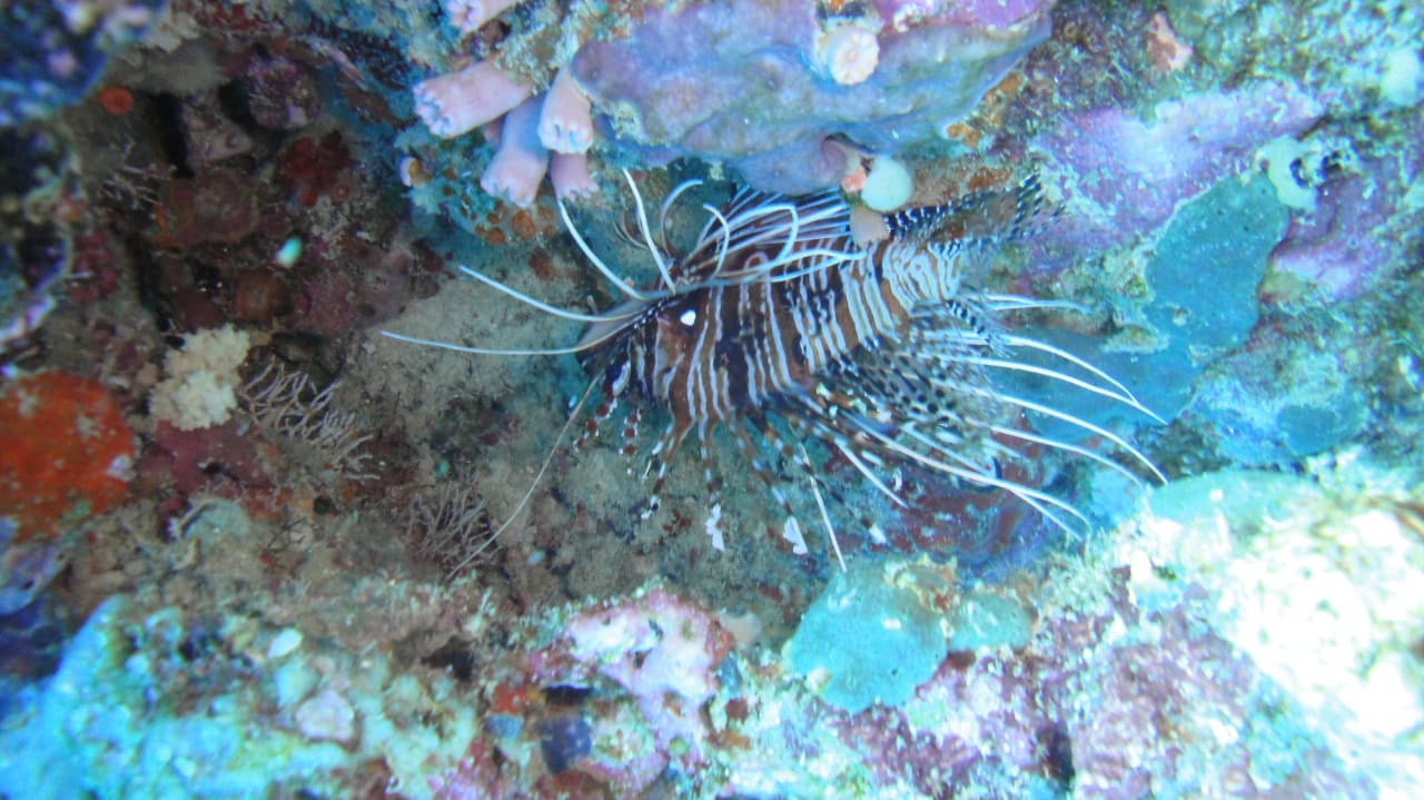 Feuerfisch Outrigger Maldives Maafushivaru Resort