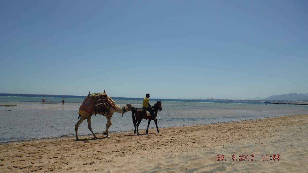 Kamel Shams Prestige Abu Soma-Adults Only