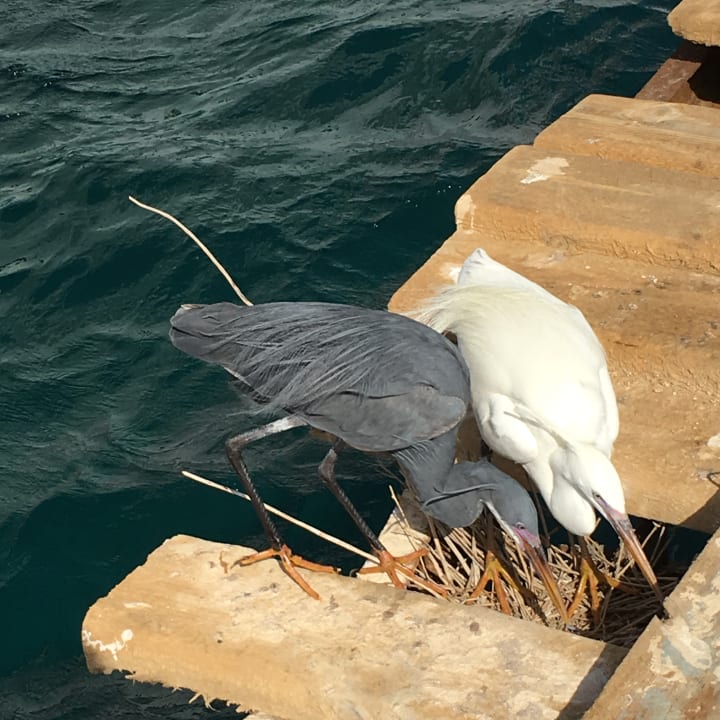 Sogar die Vögel fühlen sich wohl und bauen ein Nest Three Corners Equinox Beach Resort