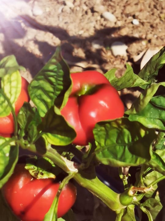 Gartenanlage Kolymbia Bay Art Adults-only Hotel