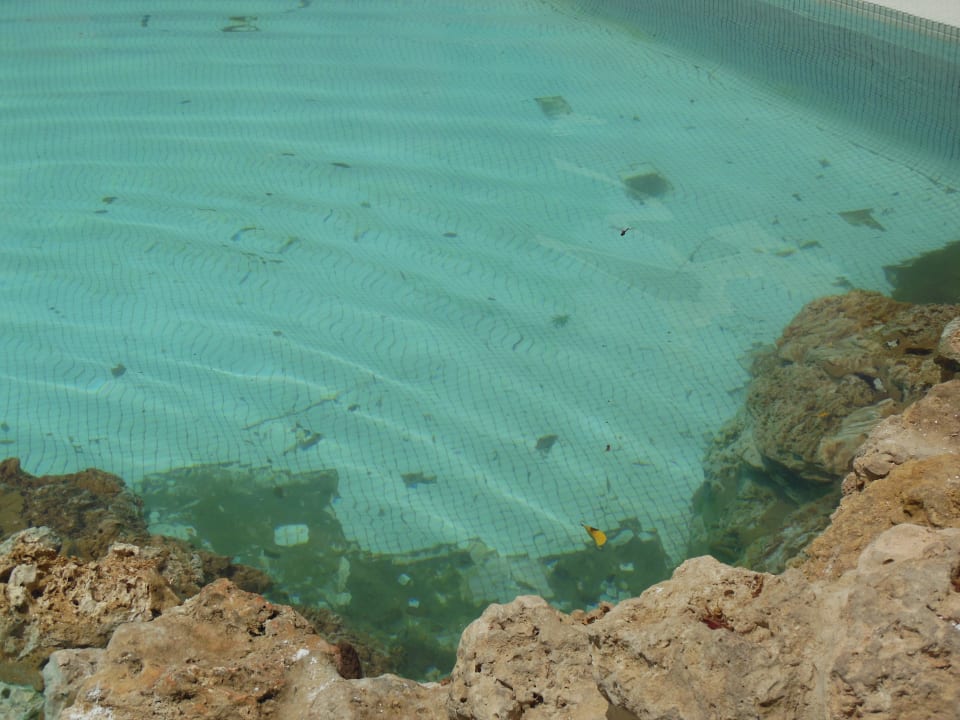 Schmutz im Pool Grand Makadi
