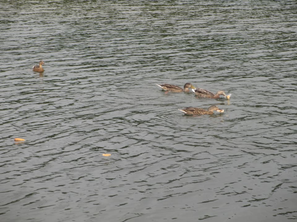 Enten Sunparks Kempense Meren