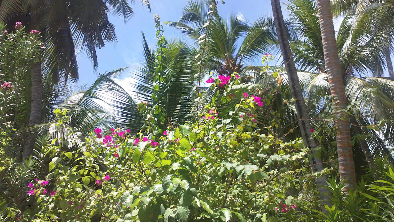 Insel-Garten Biyadhoo Island Resort